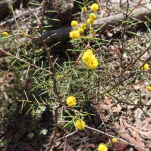 Acacia brownii at Berlang, NSW - 1 Oct 2023