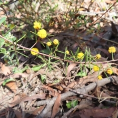 Acacia brownii at Berlang, NSW - 1 Oct 2023