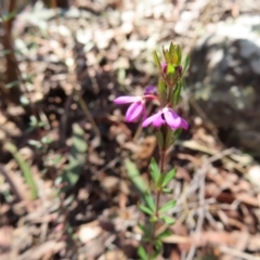 Tetratheca thymifolia (Black-eyed Susan) at Deua National Park (CNM area) - 1 Oct 2023 by MatthewFrawley