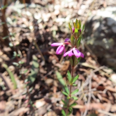 Tetratheca thymifolia (Black-eyed Susan) at Berlang, NSW - 1 Oct 2023 by MatthewFrawley