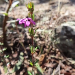 Tetratheca thymifolia at Berlang, NSW - 1 Oct 2023