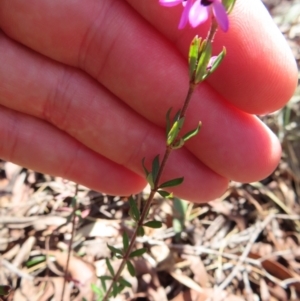 Tetratheca thymifolia at Berlang, NSW - 1 Oct 2023 11:56 AM