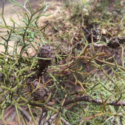 Petrophile pedunculata (Conesticks) at Deua National Park (CNM area) - 1 Oct 2023 by MatthewFrawley
