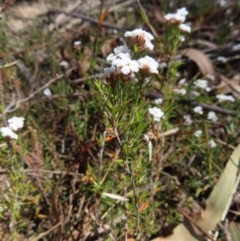 Leucopogon virgatus (Common Beard-heath) at Deua National Park (CNM area) - 1 Oct 2023 by MatthewFrawley