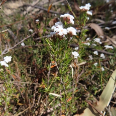 Leucopogon virgatus (Common Beard-heath) at Berlang, NSW - 1 Oct 2023 by MatthewFrawley