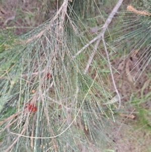 Allocasuarina littoralis at Majura, ACT - 2 Oct 2023