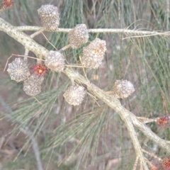 Allocasuarina littoralis at Majura, ACT - 2 Oct 2023