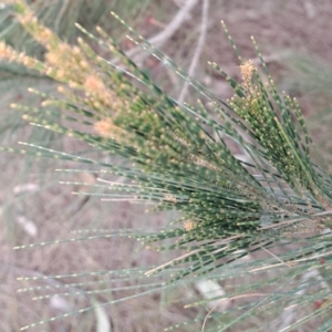 Allocasuarina littoralis at Majura, ACT - 2 Oct 2023 11:15 AM