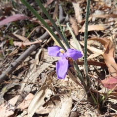 Patersonia sericea (Silky Purple-flag) at Berlang, NSW - 1 Oct 2023 by MatthewFrawley