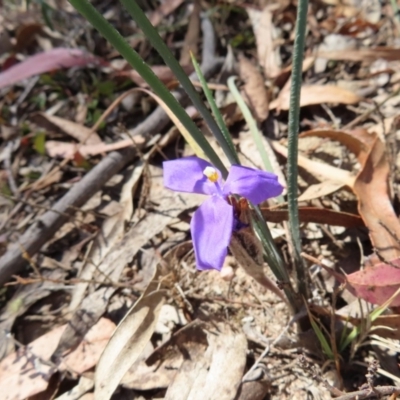 Patersonia sericea (silky purple-flag) at Berlang, NSW - 1 Oct 2023 by MatthewFrawley