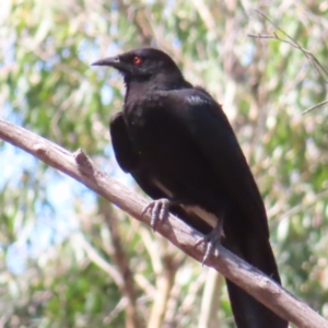 Corcorax melanorhamphos at Berlang, NSW - 1 Oct 2023 12:08 PM