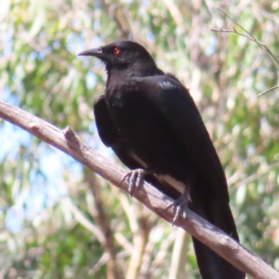 Corcorax melanorhamphos (White-winged Chough) at Deua National Park (CNM area) - 1 Oct 2023 by MatthewFrawley