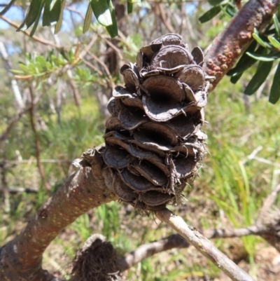 Banksia marginata (Silver Banksia) at Deua National Park (CNM area) - 1 Oct 2023 by MatthewFrawley