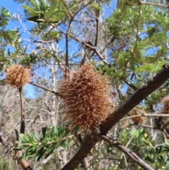 Banksia marginata at Krawarree, NSW - 1 Oct 2023