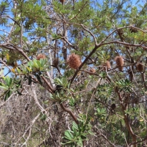 Banksia marginata at Krawarree, NSW - 1 Oct 2023 12:12 PM