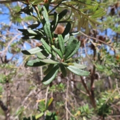 Banksia marginata at Krawarree, NSW - 1 Oct 2023 12:12 PM