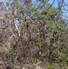 Banksia marginata at Krawarree, NSW - 1 Oct 2023 12:12 PM