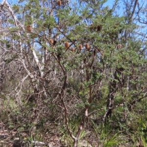 Banksia marginata at Krawarree, NSW - 1 Oct 2023 12:12 PM