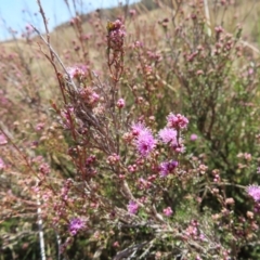 Kunzea parvifolia (Violet Kunzea) at Krawarree, NSW - 1 Oct 2023 by MatthewFrawley