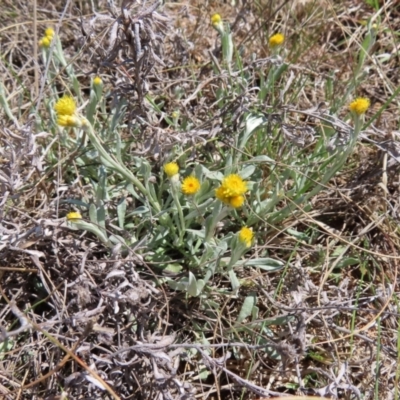 Chrysocephalum apiculatum (Common Everlasting) at Krawarree, NSW - 1 Oct 2023 by MatthewFrawley