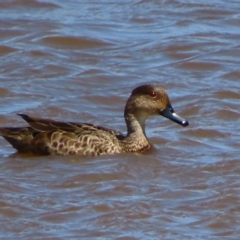 Anas gracilis (Grey Teal) at Bendoura, NSW - 1 Oct 2023 by MatthewFrawley