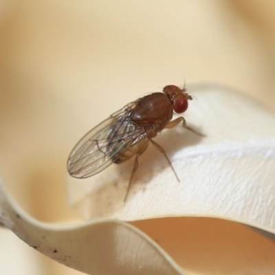 Drosophila sp. (genus) (Fruit Fly) at Holt, ACT - 2 Oct 2023 by JimL