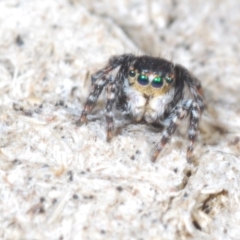 Euophryinae sp. (Rockhopper) undescribed at Cavan, NSW - 30 Sep 2023