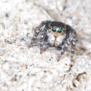 Euophryinae sp. (Rockhopper) undescribed at Cavan, NSW - 30 Sep 2023