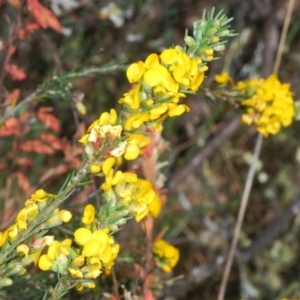 Dillwynia sericea at Cavan, NSW - 30 Sep 2023