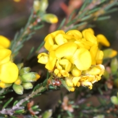 Dillwynia sericea at Cavan, NSW - 30 Sep 2023 12:57 PM