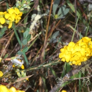 Dillwynia sericea at Cavan, NSW - 30 Sep 2023 12:57 PM