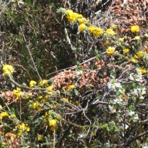 Dillwynia sericea at Cavan, NSW - 30 Sep 2023 12:57 PM