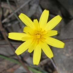 Microseris walteri at Cavan, NSW - 30 Sep 2023