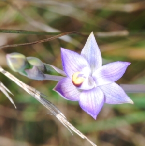 Thelymitra peniculata at Cavan, NSW - 30 Sep 2023