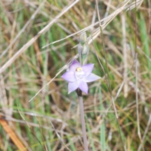 Thelymitra peniculata at Cavan, NSW - 30 Sep 2023