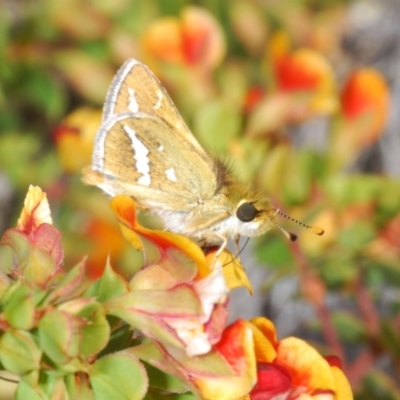 Taractrocera papyria (White-banded Grass-dart) at Coree, ACT - 30 Sep 2023 by Harrisi