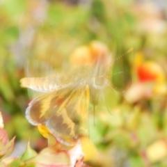 Taractrocera papyria at Coree, ACT - 30 Sep 2023