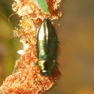 Melobasis obscurella at Cavan, NSW - 30 Sep 2023