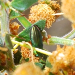 Melobasis obscurella at Cavan, NSW - 30 Sep 2023