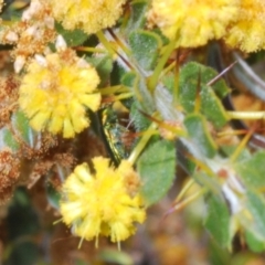 Melobasis obscurella at Cavan, NSW - 30 Sep 2023