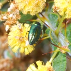 Melobasis obscurella at Cavan, NSW - 30 Sep 2023