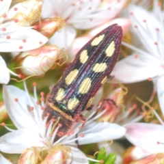 Castiarina parallela at Cavan, NSW - 30 Sep 2023