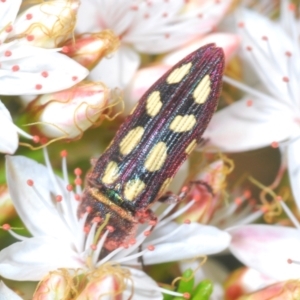 Castiarina parallela at Cavan, NSW - 30 Sep 2023 01:13 PM