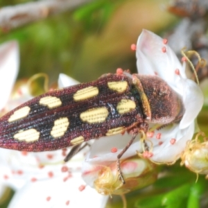 Castiarina parallela at Cavan, NSW - 30 Sep 2023