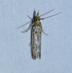 Etiella behrii (Lucerne Seed Web Moth) at Jerrabomberra, NSW - 3 Oct 2023 by SteveBorkowskis