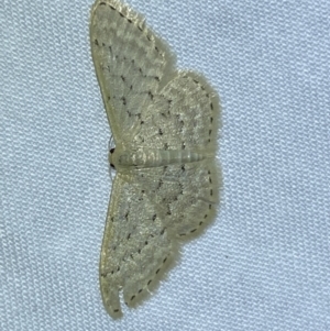 Idaea philocosma at Jerrabomberra, NSW - suppressed