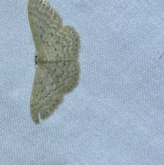 Idaea philocosma at Jerrabomberra, NSW - suppressed