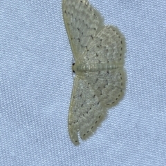 Idaea philocosma at Jerrabomberra, NSW - suppressed