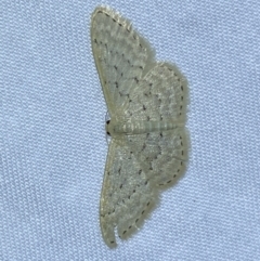 Idaea philocosma at Jerrabomberra, NSW - suppressed