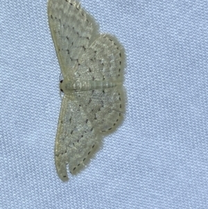 Idaea philocosma at Jerrabomberra, NSW - suppressed